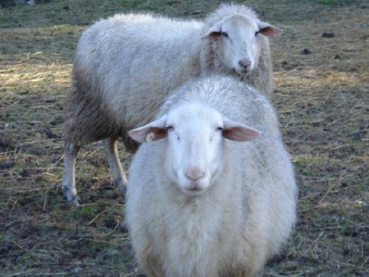 Schafe und Ziegen